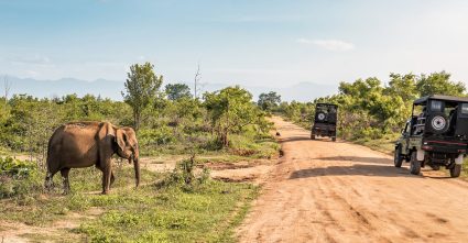 Kumana National Park Safari