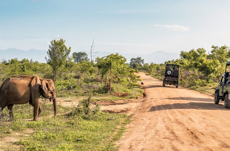 Kumana National Park Safari
