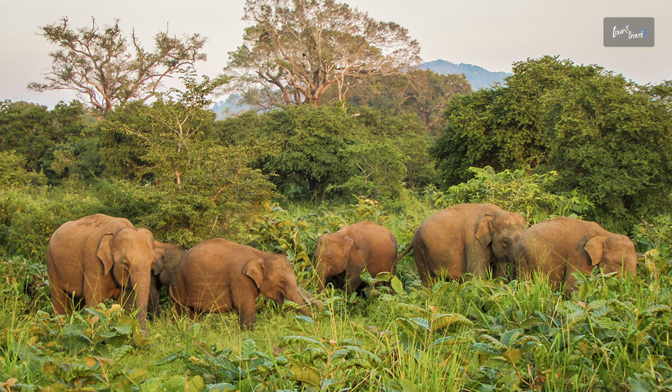 My Experience Of The Kumana National Park Safari