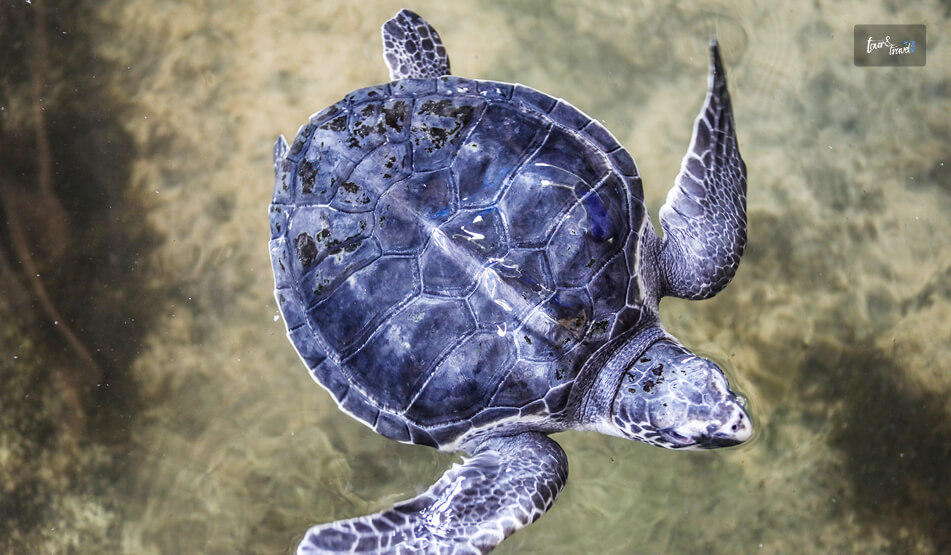 Support Conservation At The Habaraduwa Sea Turtle Hatchery