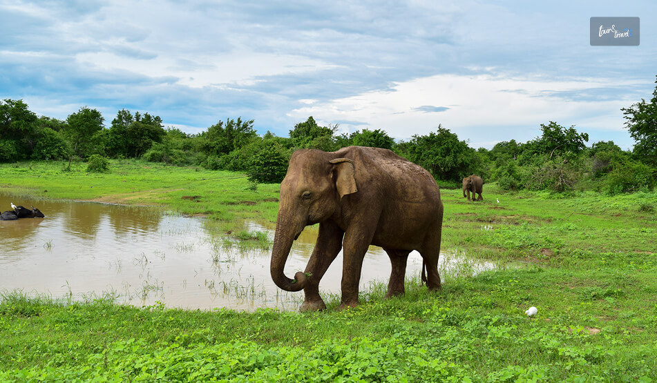 Udawalawe National Park
