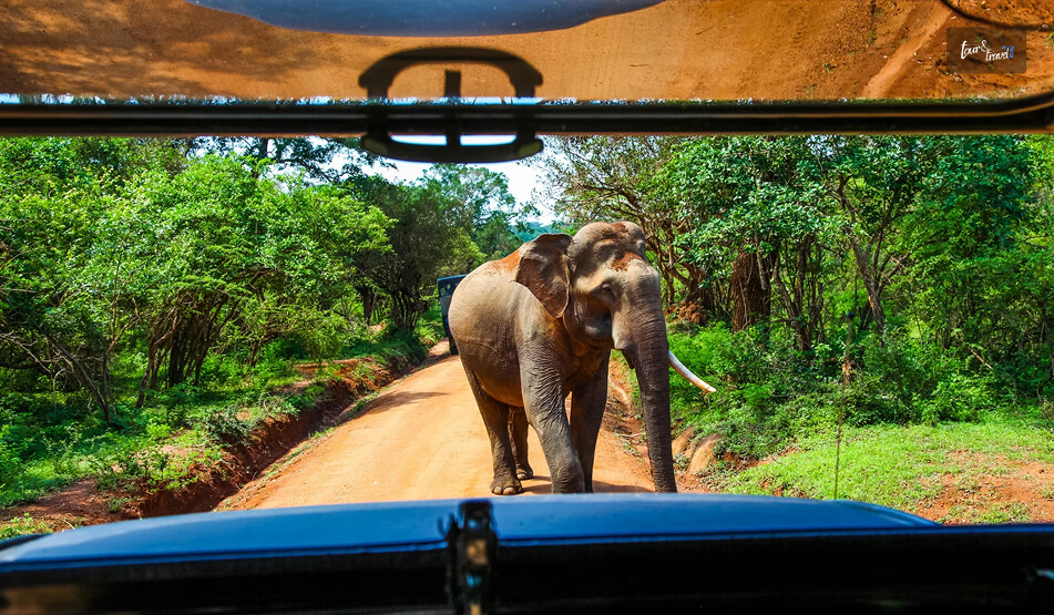 What Is The Best Time For The Yala National Park Safari