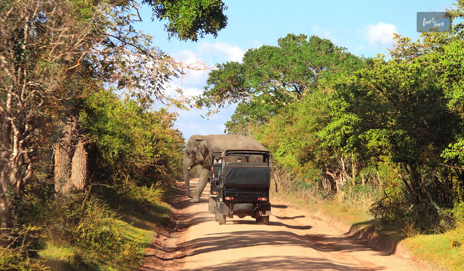 What Is The History Of The Yala National Park