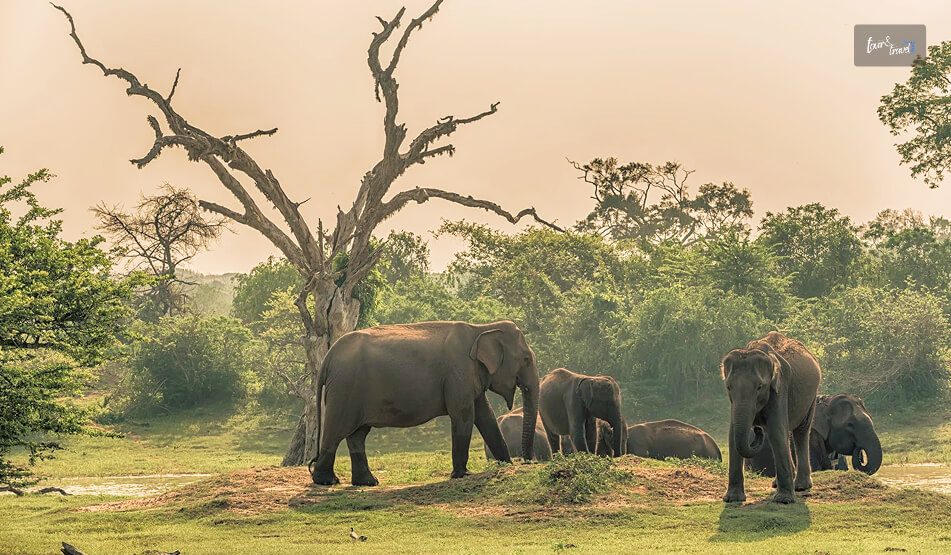 Where Is Kumana National Park