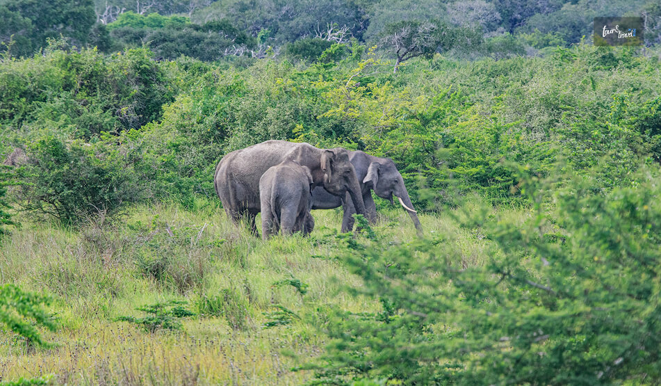 Wildlife Safari At Wilpattu National Park
