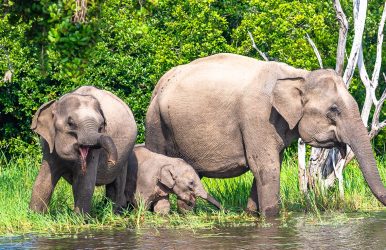 Yala National Park Safari