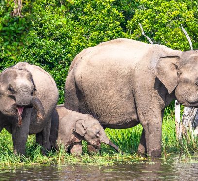 Yala National Park Safari