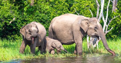 Yala National Park Safari