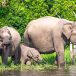 Yala National Park Safari