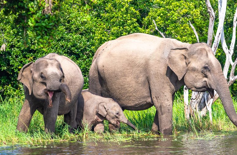 Yala National Park Safari
