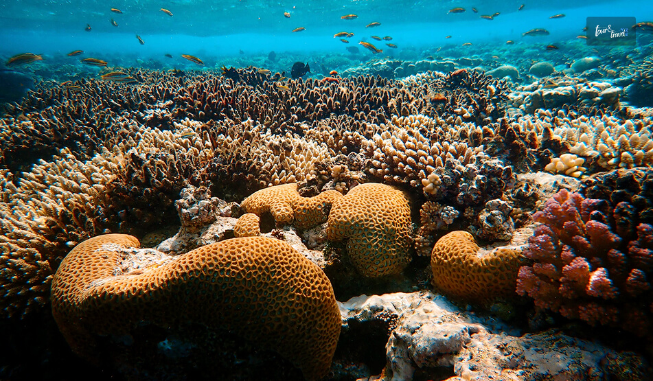 Exploring The Shallow Reef Coastline