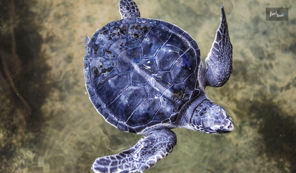 Spotting The Nesting Turtles At Kosgoda Turtle Hatchery