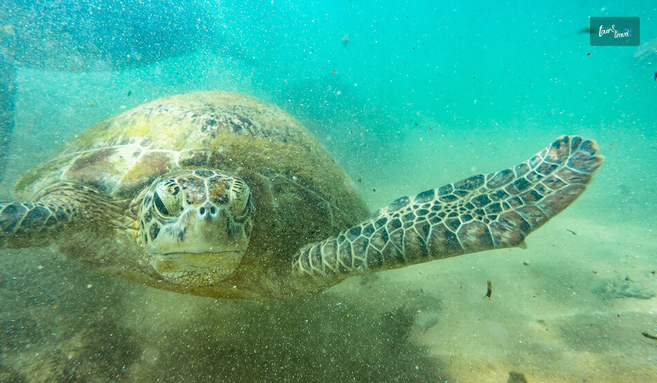 Spotting The Sea Turtles In Hikkaduwa