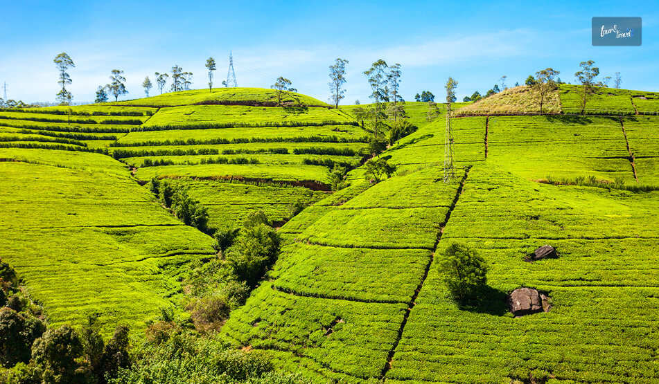 Tea Plantations And Viewpoints