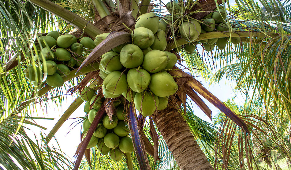 The Heart Of The Coconut Triangle