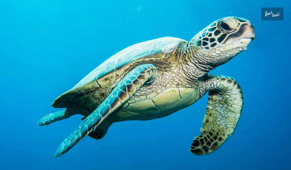 Visiting The Kosgoda Sea Turtle Conservation Project