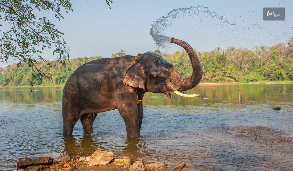 Elephant Junction