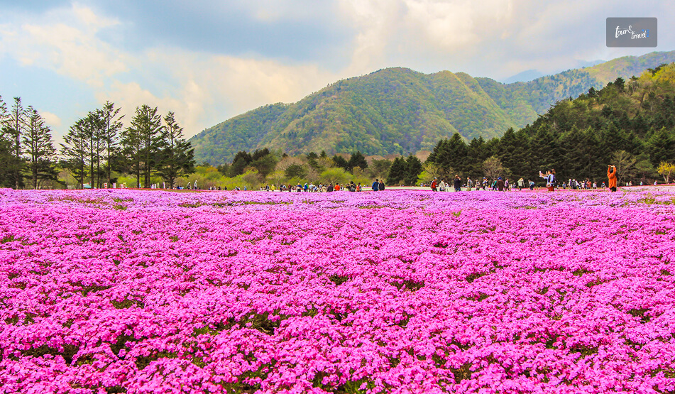 Fuji Shibazakura Festival Japan