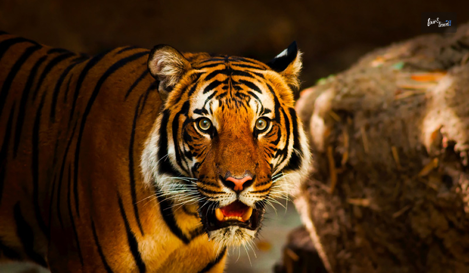 Periyar Wildlife Sanctuary And Tiger Reserve