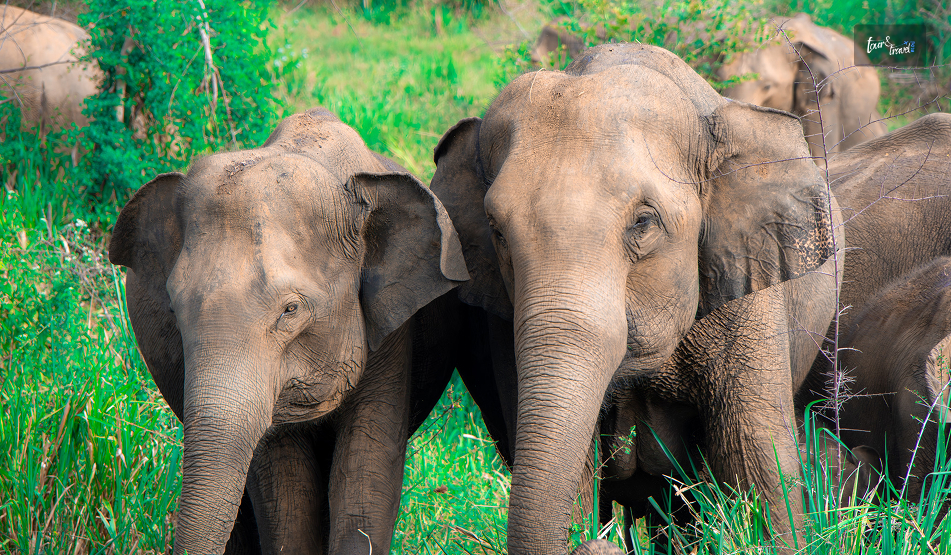 Maduru Oya National Park: A Quiet Corner Of Wild Sri Lanka