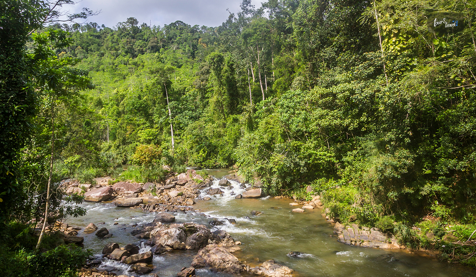 Sinharaja Forest Reserve: Inside Sri Lanka&rsquo;s Last Rainforest