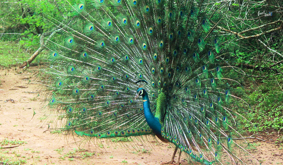 Maduru Oya National Park: A Quiet Corner Of Wild Sri Lanka
