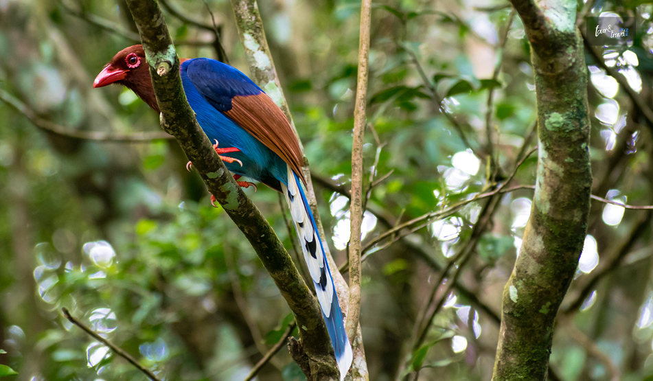 Sinharaja Forest Reserve: Inside Sri Lanka&rsquo;s Last Rainforest