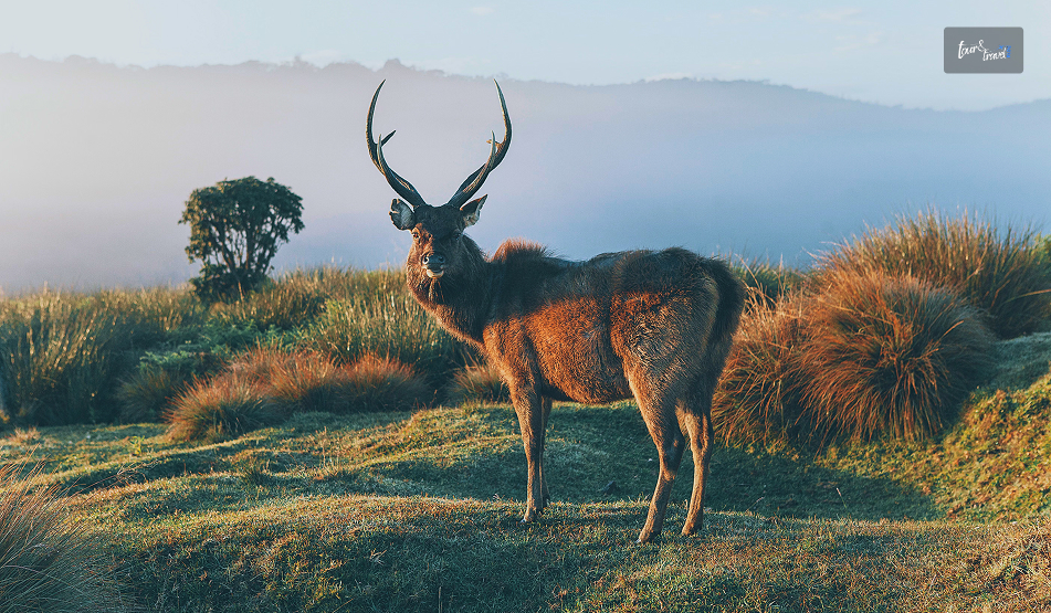 Horton Plains National Park: Why Is Walking To The Edge of Sri Lanka Worth The 3 AM Alarm?