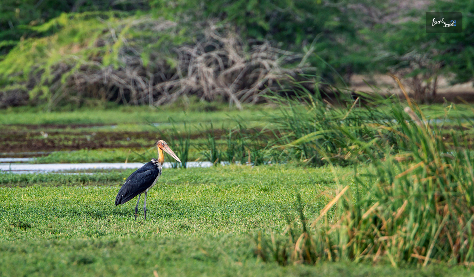 Bundala National Park: Sri Lanka’s Quiet Wetland Where Flamingos Outnumber The Tourists