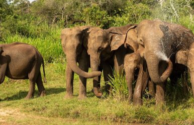 Wasgamuwa National Park