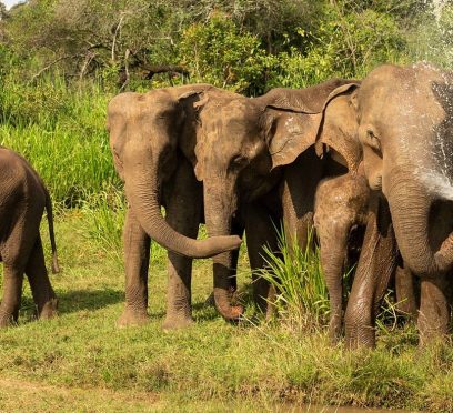 Wasgamuwa National Park