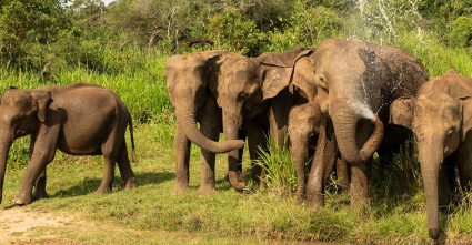 Wasgamuwa National Park
