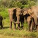 Wasgamuwa National Park