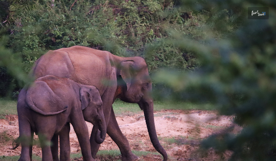 Wasgamuwa National Park: My Search For Sri Lanka’s Quietest Elephant Safari