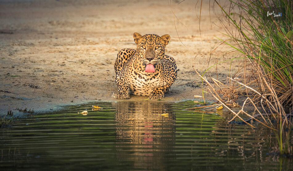 Leopards And The Chance Of A Sighting
