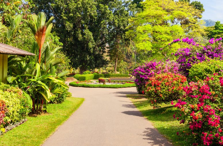 Peradeniya Botanical Garden