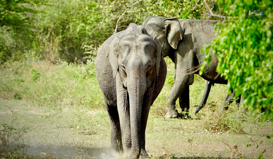 Quick Introduction To Lahugala National Park
