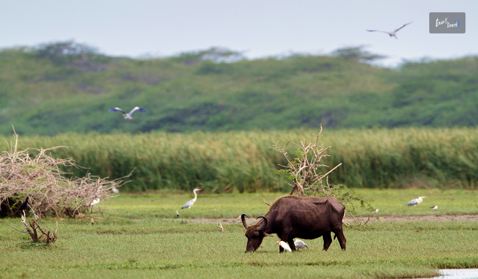 Bundala National Park: Sri Lanka’s Quiet Wetland Where Flamingos Outnumber The Tourists