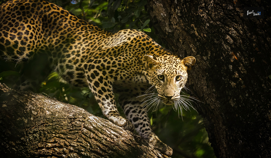 Wasgamuwa National Park: My Search For Sri Lanka’s Quietest Elephant Safari