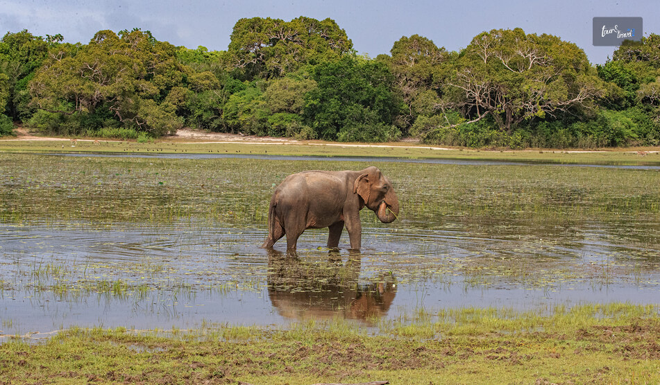 What Is The Best Time To Visit Wilpattu National Park
