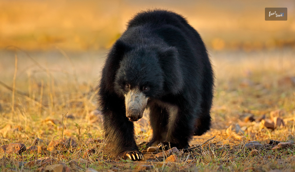 Wasgamuwa National Park: My Search For Sri Lanka’s Quietest Elephant Safari