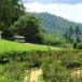 haggala flower garden